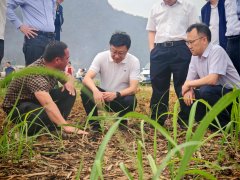 评脉定向航自治区调研组到柳城县开展提拔糖料