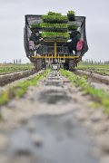<b>机械化 智能化 从动化——新疆番茄财产成长一线</b>